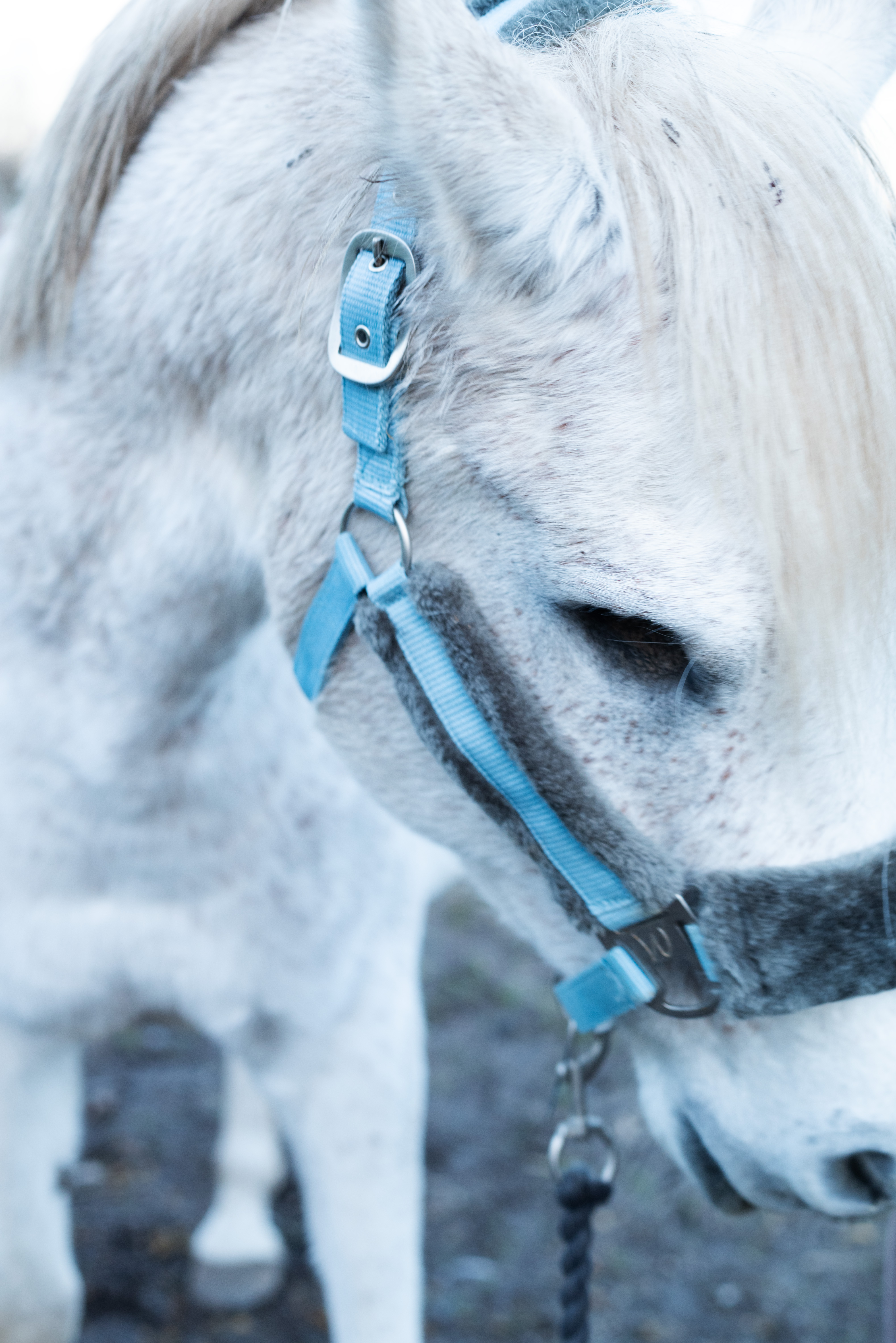 Pony has lost one of her eyes in an accident at the barn. Aleksandra remembers this as one of the scariest experiences of her life. ©Julija Stankevičiūtė