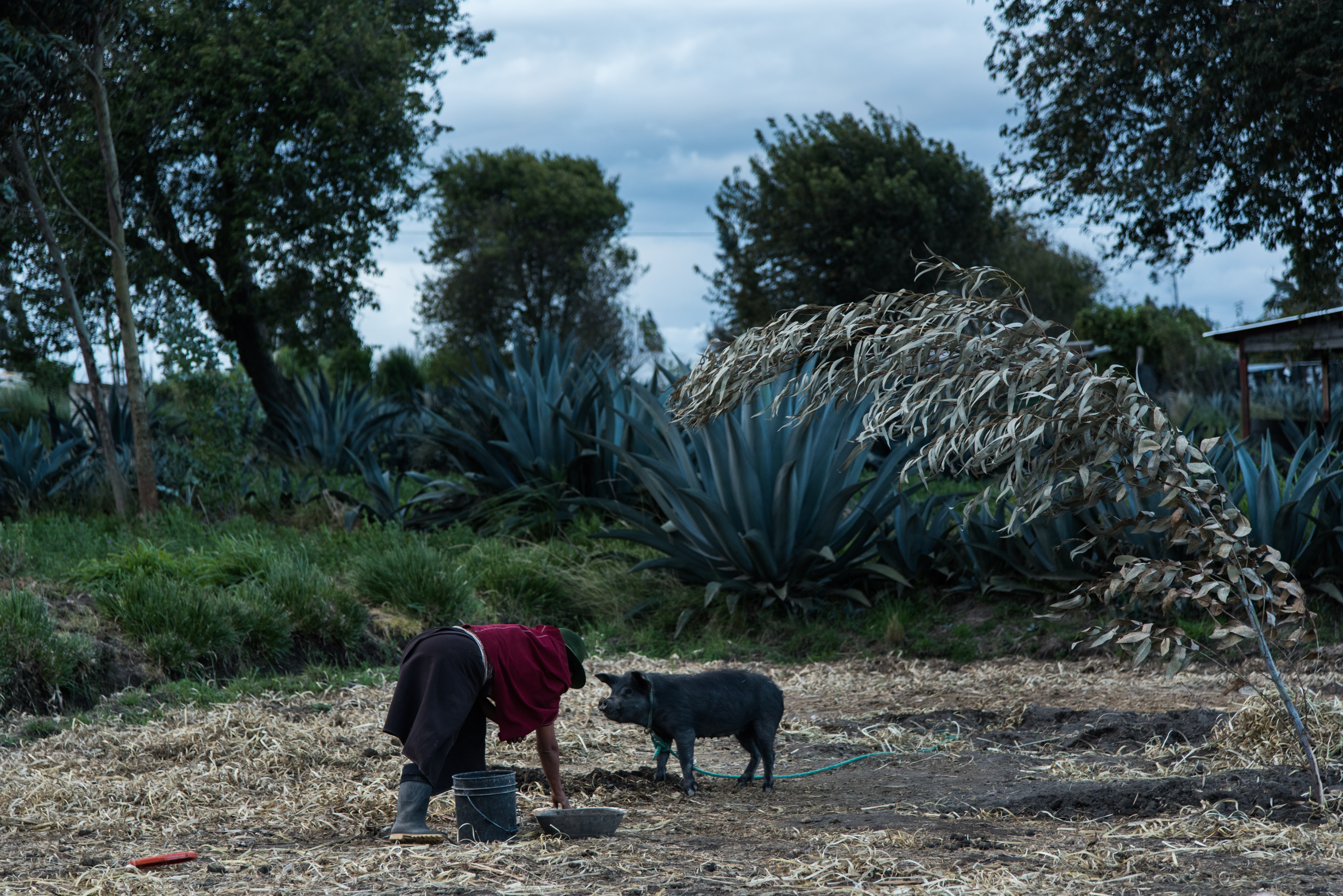 Women of Salasaca