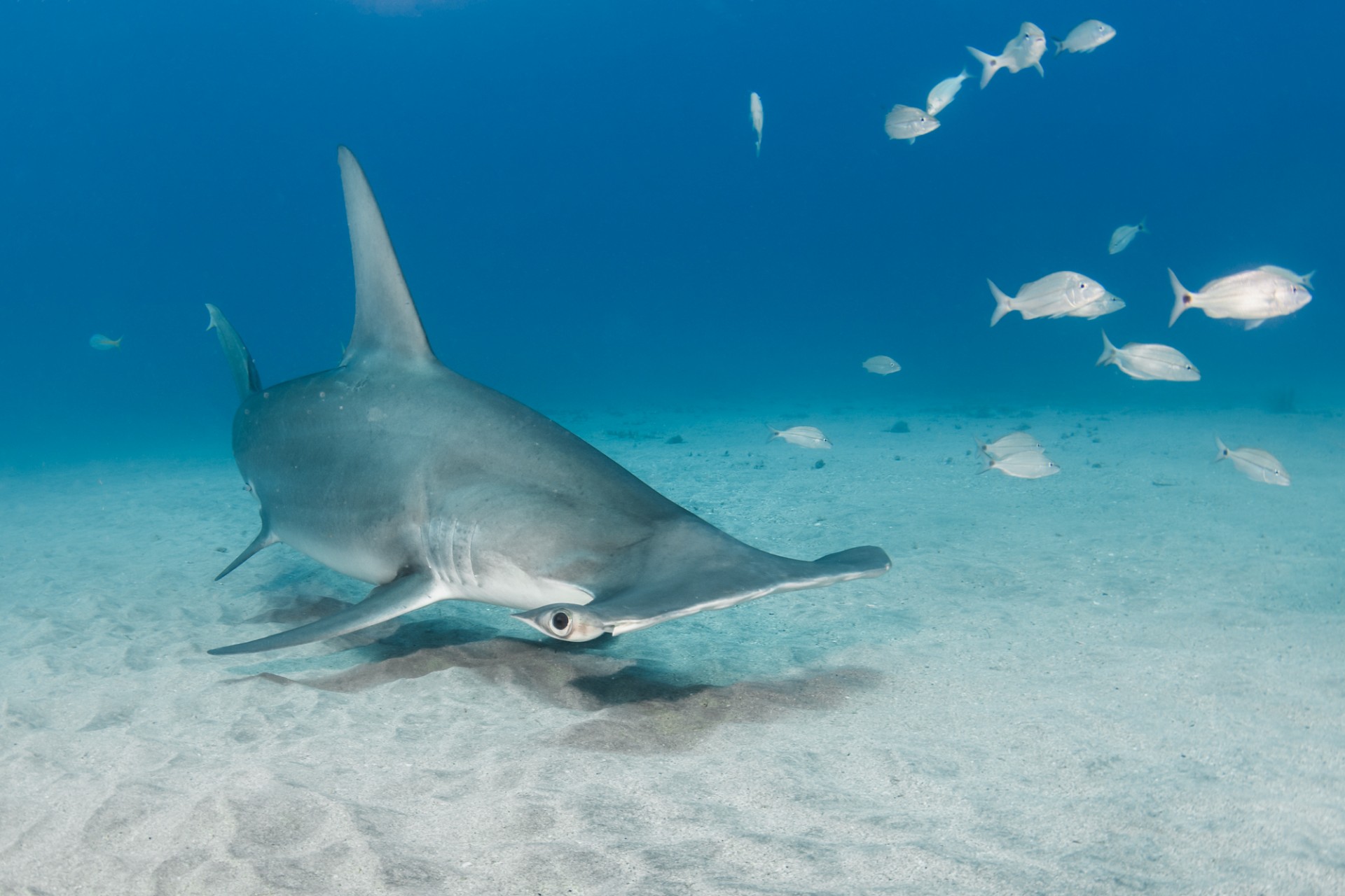 A great hammerhead shark (Sphyrna mokarran) in Bimini, The Bahamas.