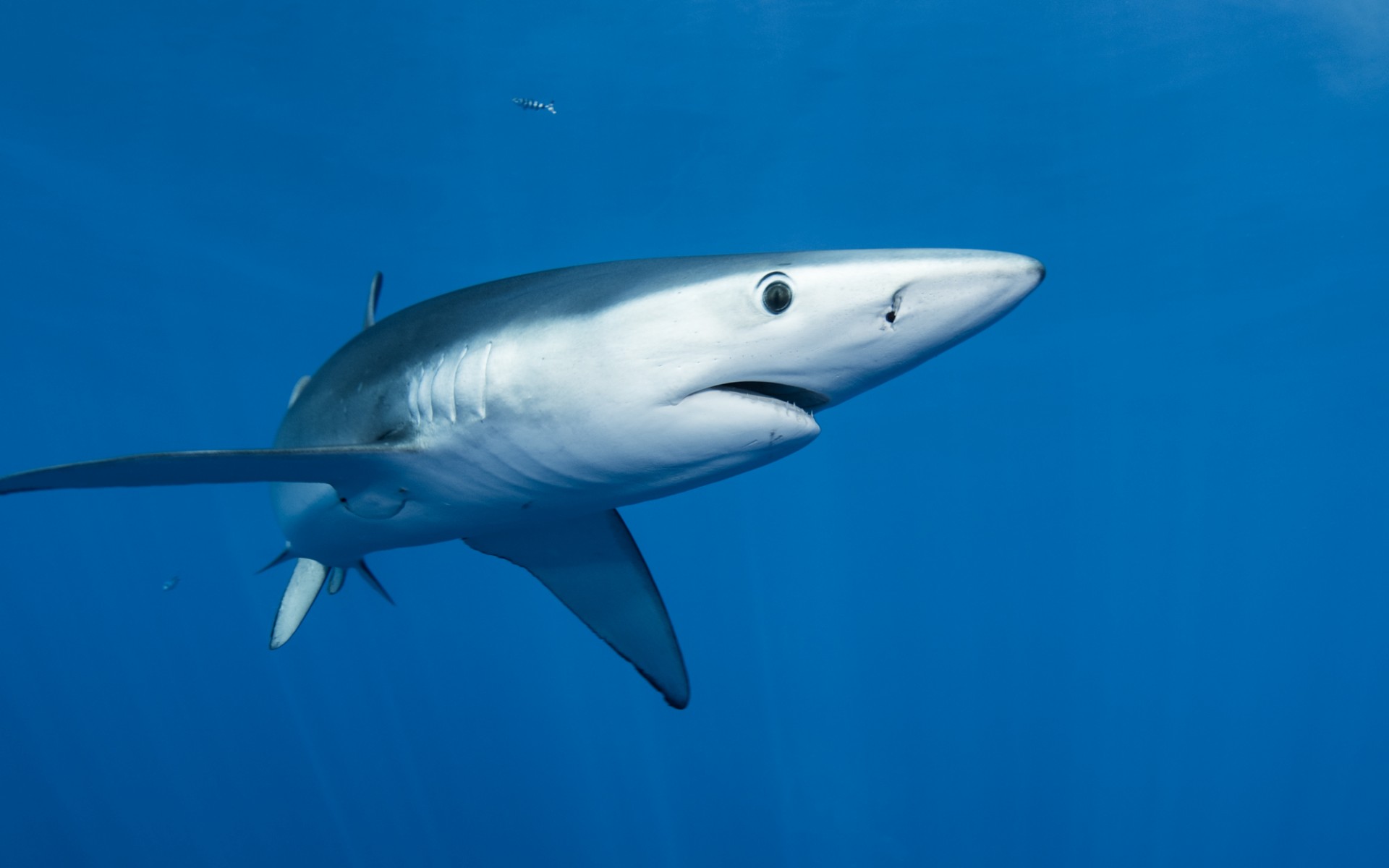 A blue shark (Prionace glauca) in Pico Island, The Azores, Portugal.