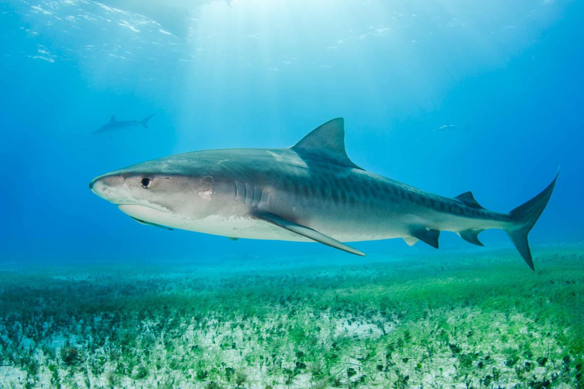 A tiger shark (Galeocerdo cuvier) in Tiger Beach, The Bahamas.