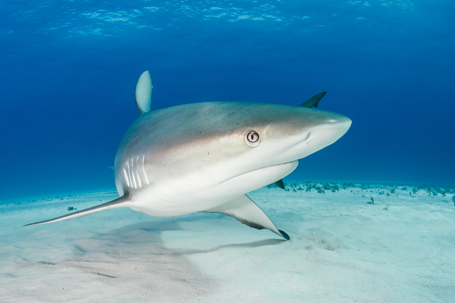 The World’s Shark Population Has Declined 70% Since the 1970s – What Can We Do Differently?