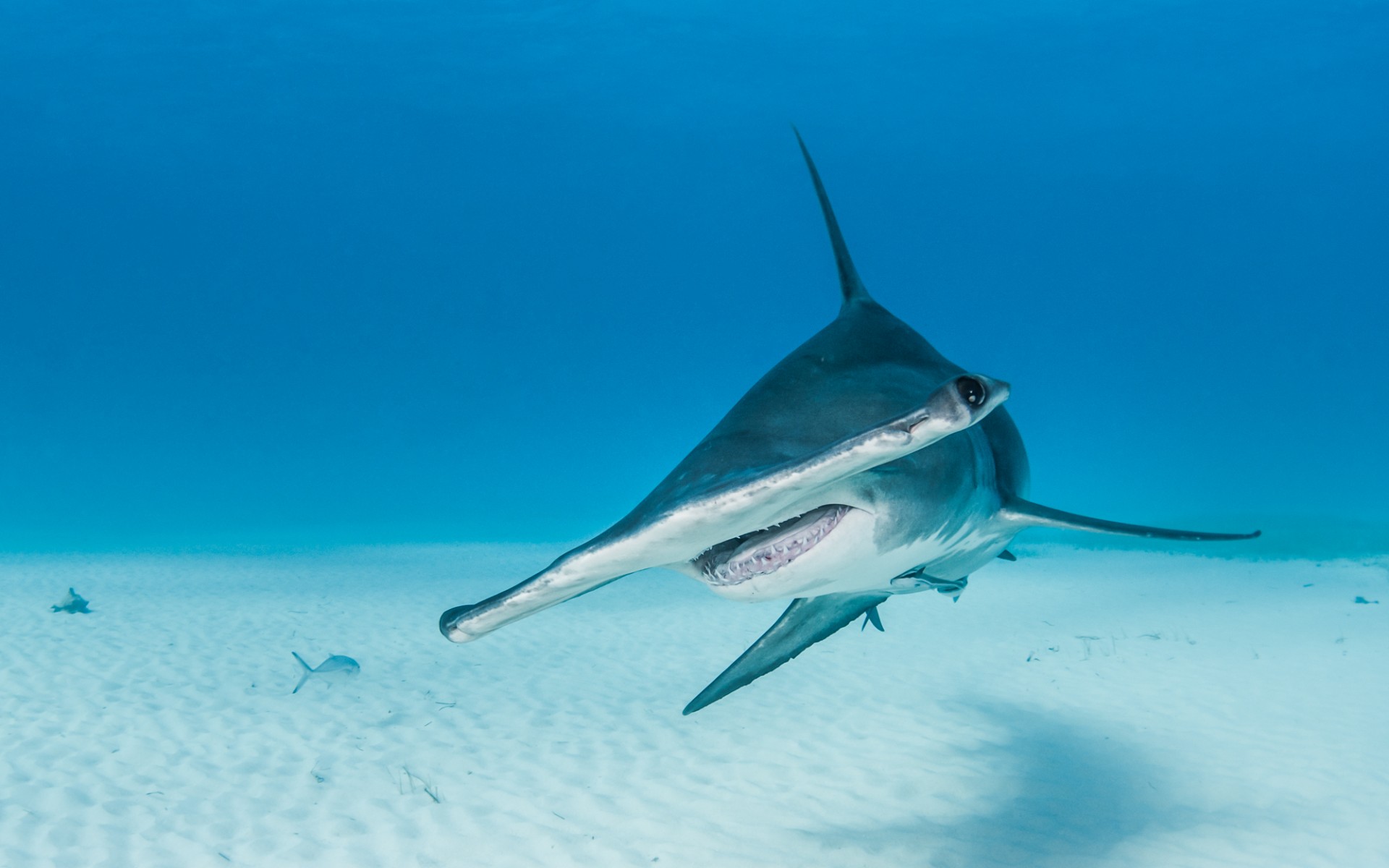 A great hammerhead shark (Sphyrna mokarran) in Bimini, The Bahamas.