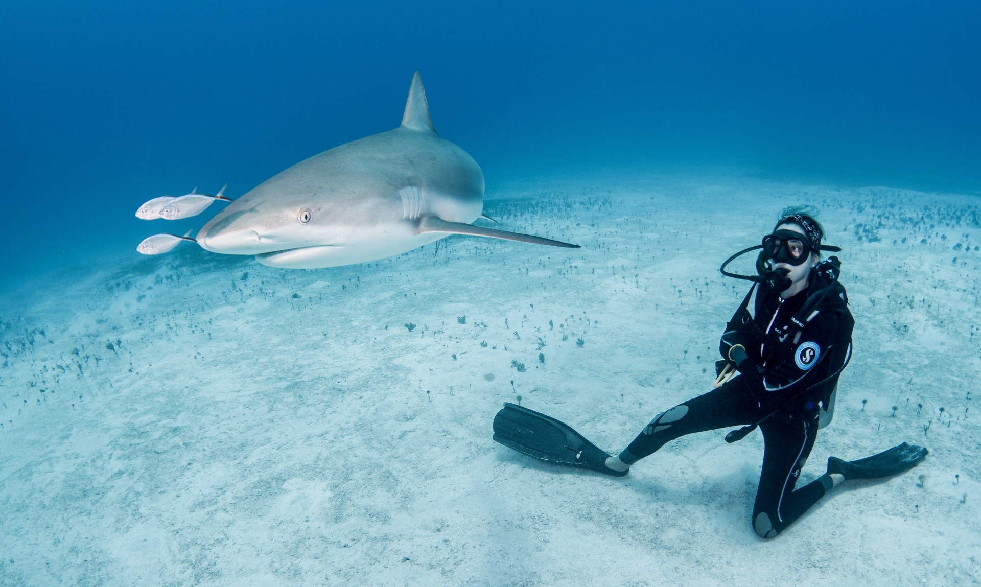 Elena Salim Haubold with a Caribbean reef shark (Carcharhinus perezi) called 
