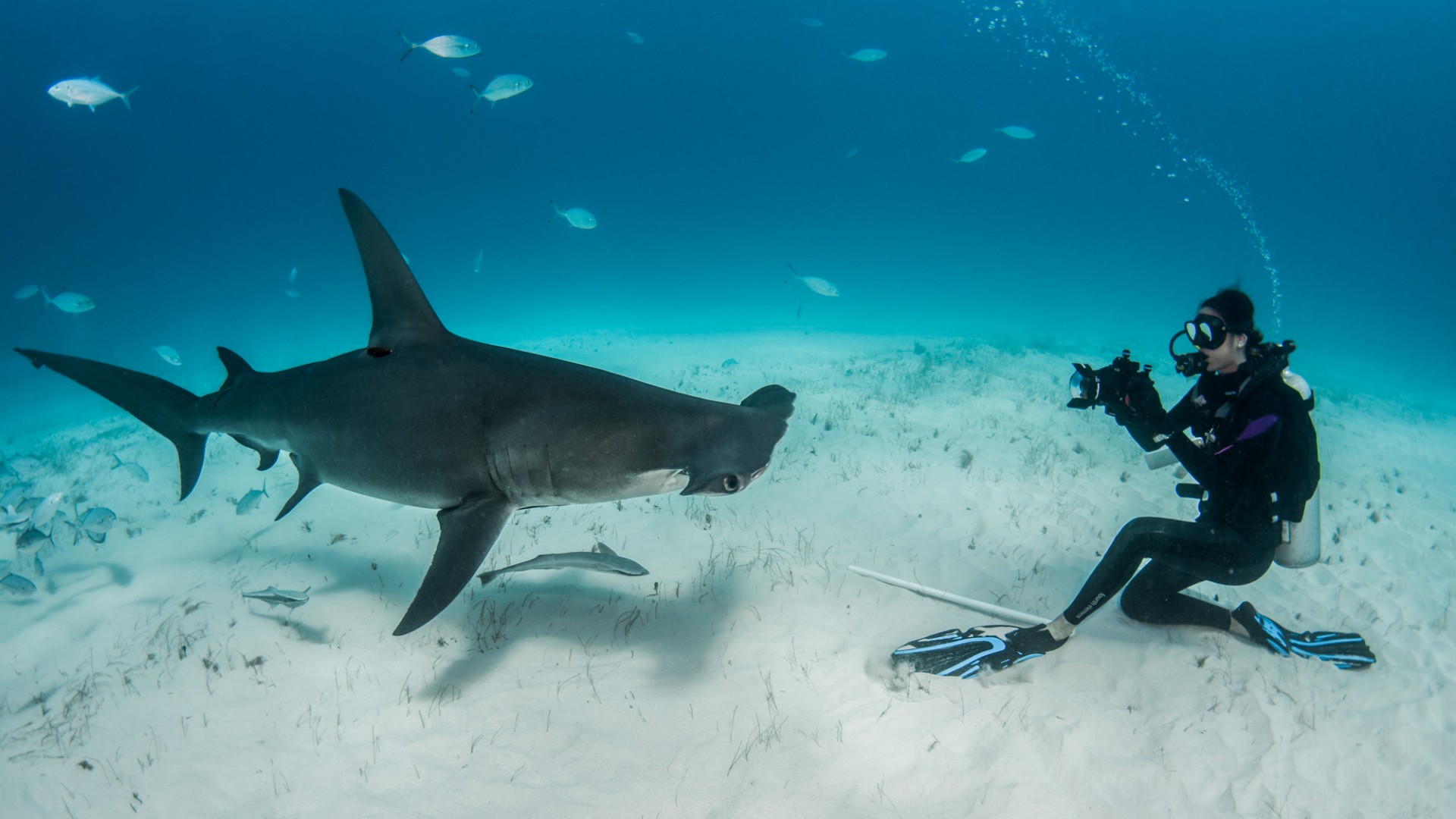 Elena Salim Haubold with a great hammerhead shark (Sphyrna mokarran) in Bimini, The Bahamas. In 2009 she did her bachelor thesis dissertation at the SharkLab in Bimini Biological Field Station in The Bahamas where she studied the effects of nursery habitat loss on juvenile lemon sharks. At that time she worked with her mentor Dr. Samuel H. Gruber, the founder of the SharkLab who was one of the most prominent researchers in the shark field. Elena Salim Haubold with a great hammerhead shark (Sphyrna mokarran) in Bimini, The Bahamas. In 2009 she did her bachelor thesis dissertation at the SharkLab in Bimini Biological Field Station in The Bahamas where she studied the effects of nursery habitat loss on juvenile lemon sharks. At that time she worked with her mentor Dr. Samuel H. Gruber, the founder of the SharkLab who was one of the most prominent researchers in the shark field.