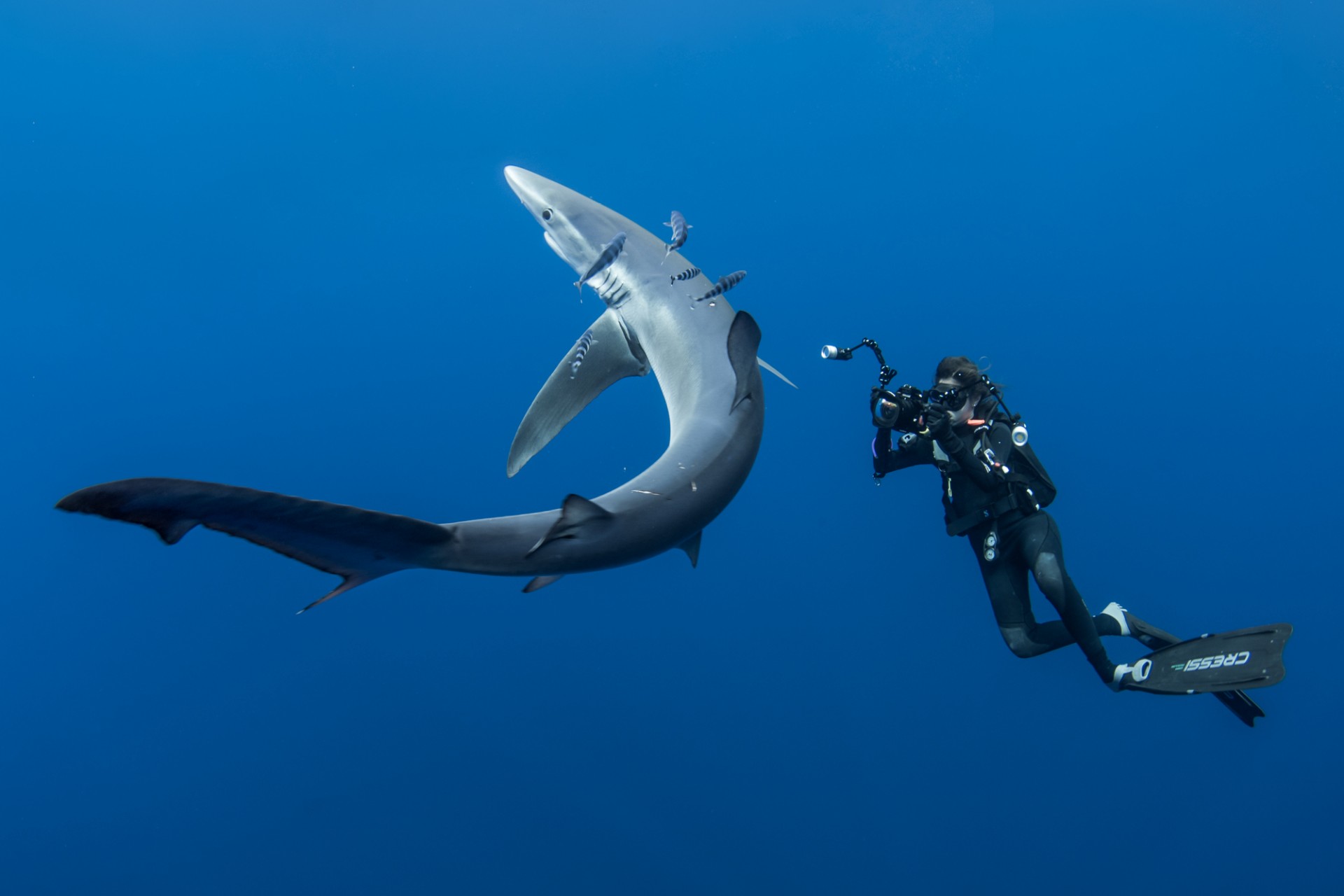 Elena Salim Haubold with a blue shark (Prionace glauca) in Pico Island, The Azores, Portugal.   In 2014 she traveled around the world for a year to meet and learn from the leading experts in the diving industry as European Rolex Scholar.