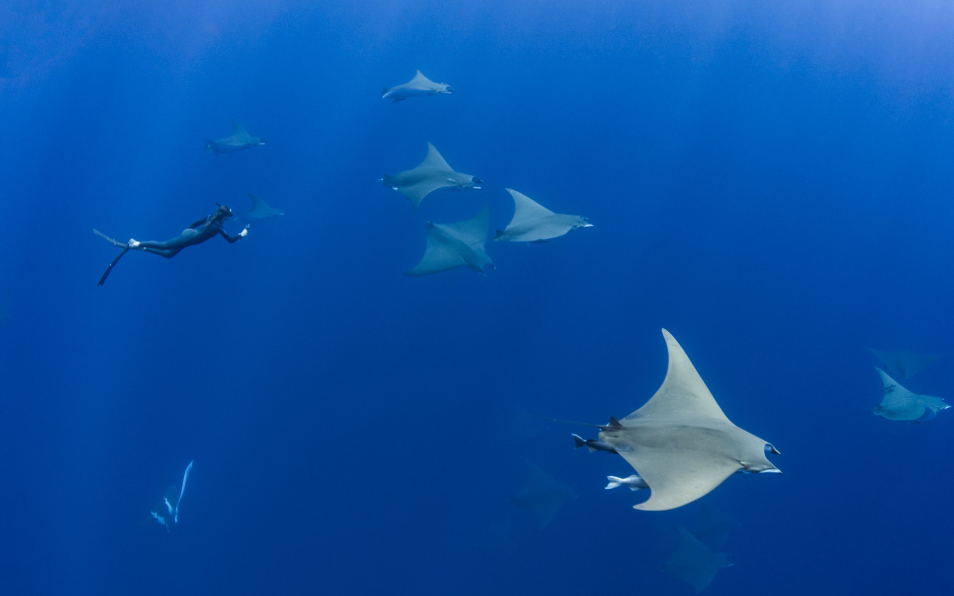 Elena Salim Haubold swimming with a group of sicklefin devil rays (Mobula tarapacana) in The Princess Alice Bank, The Azores, Portugal.