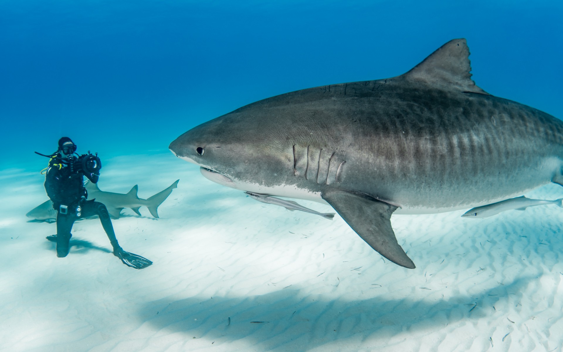 Elena Salim Haubold with a tiger shark (Galeocerdo cuvier) in Tiger Beach, The Bahamas. The first time she learned that it was possible to swim with sharks was in 2007. By chance while watching TV, she saw a documentary about a diver Cristina Zenato in a chainmail suit interacting with sharks. Two years later, in The Bahamas, Cristina Zenato took Elena Salim Haubold for her first shark dive.