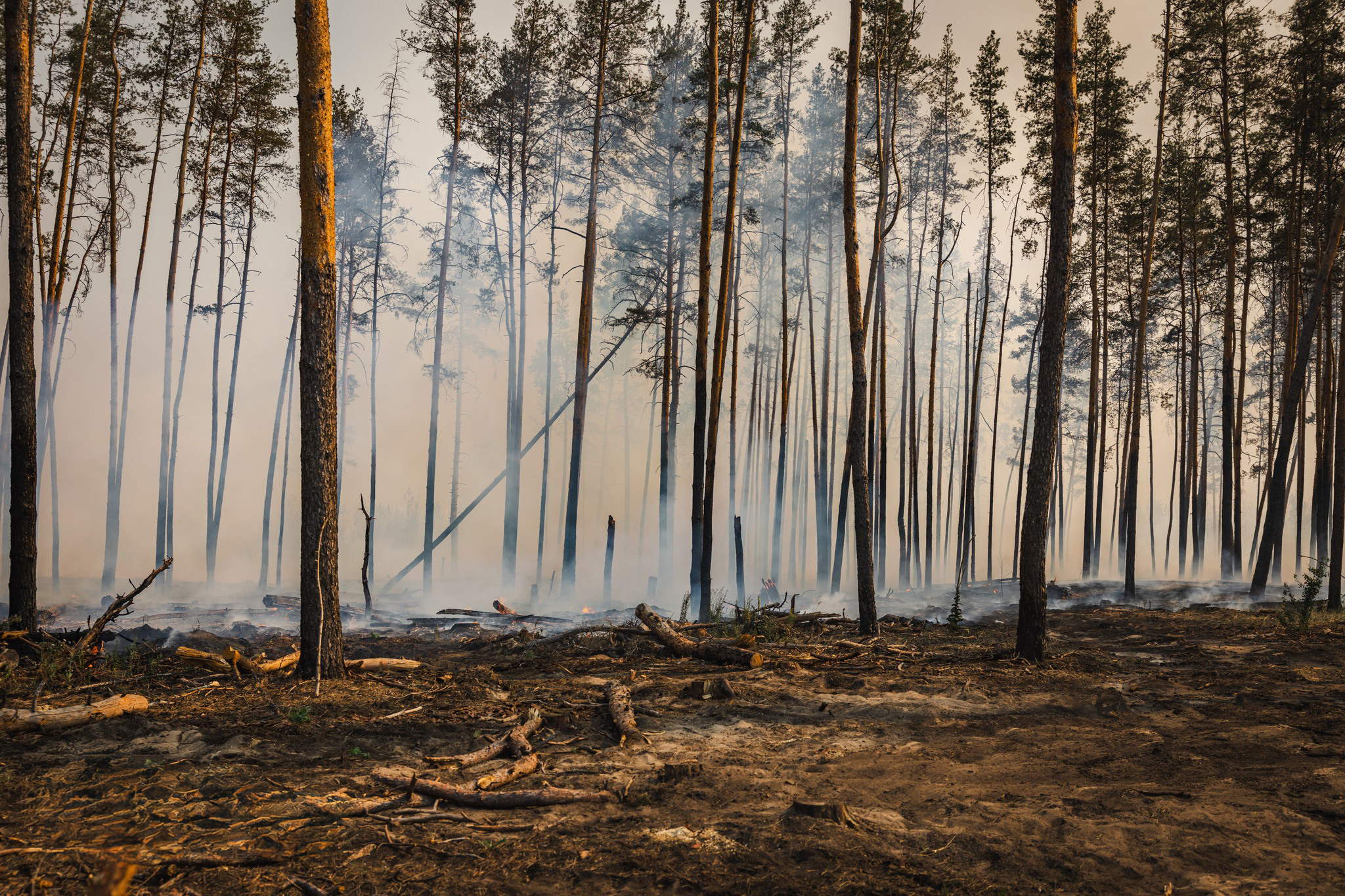 Forest fire in Kramatorsk District, Donetsk region of Ukraine, sparked by Russian strikes on 29 July 2025. The fires broke out in eight locations, covering a total of 1,400 ha. ©The State Emergency Service of Ukraine