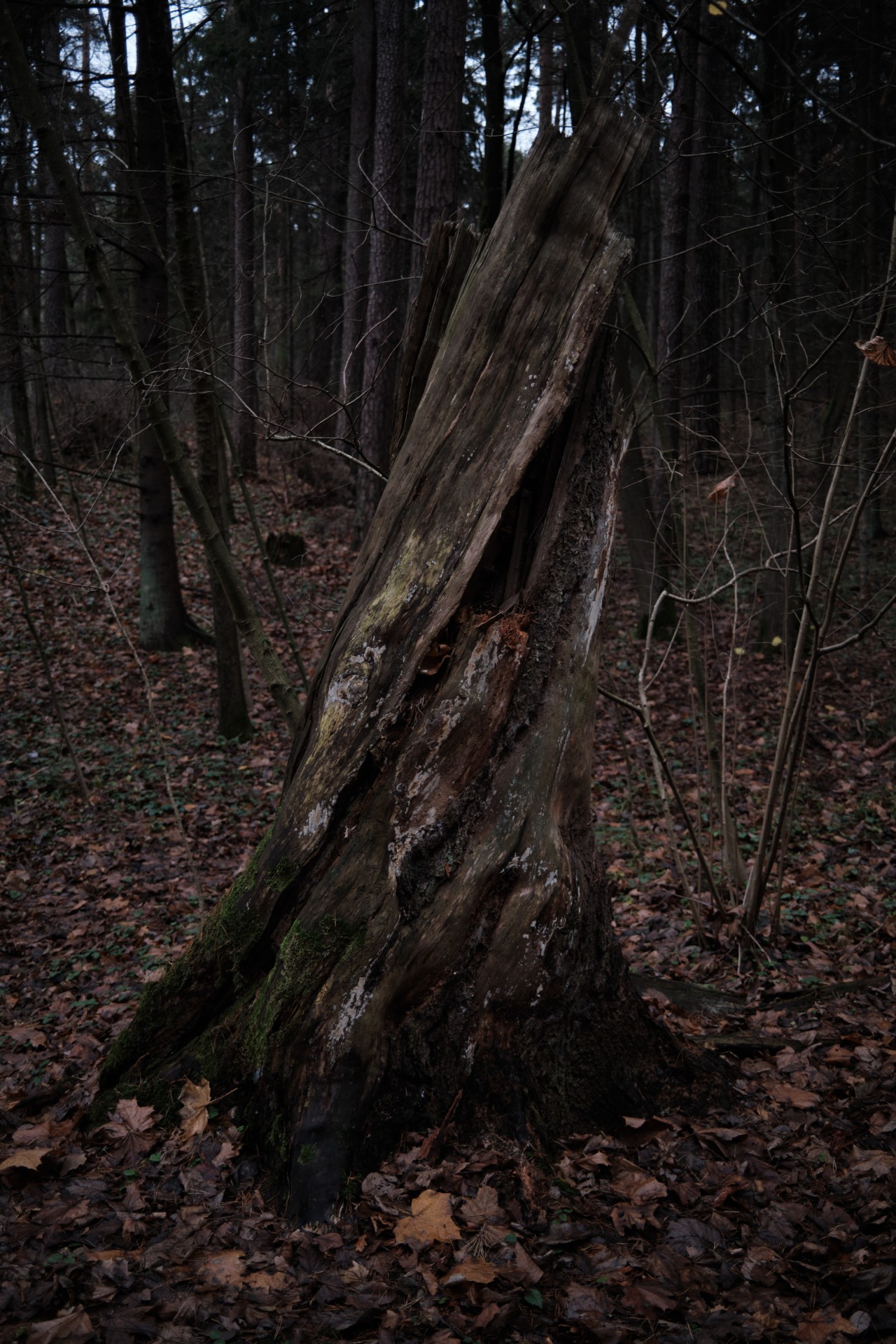 What's So Scary About a Falling Tree?