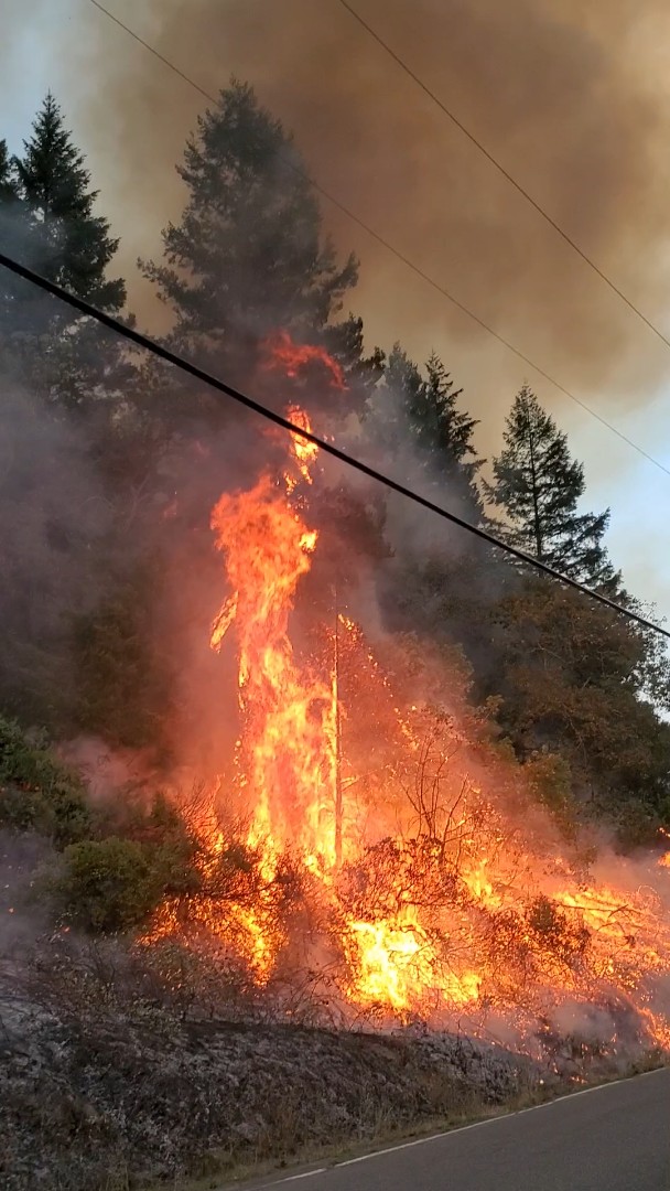 California’s 1935 ‘10am policy’ ordered every fire extinguished by morning – leaving forests overcrowded and dangerously combustible. ©Personal archive of Rod Mendes
