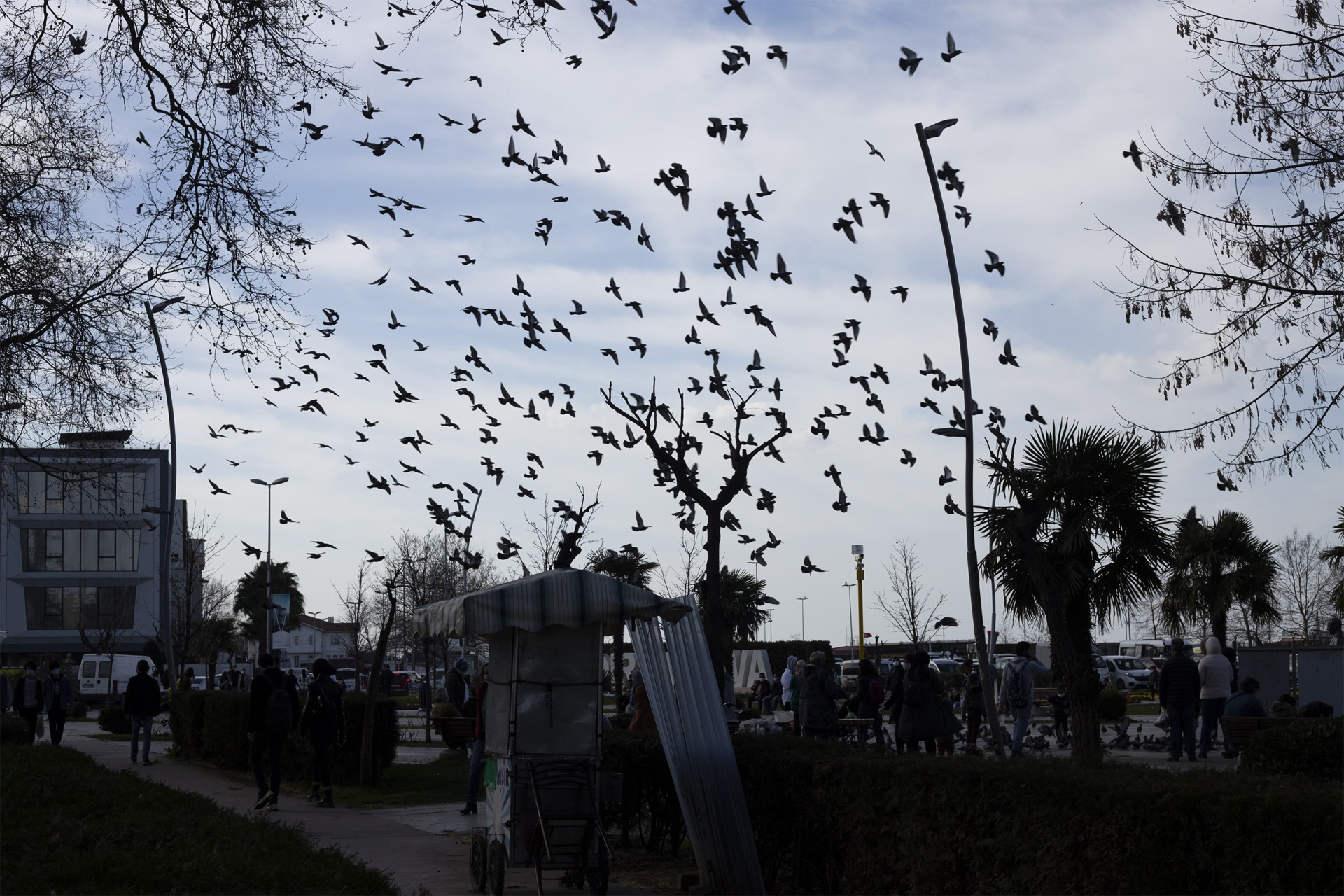 In the city where they have settled temporarily, many birds are singing loudly every day before sunset and sunrise.