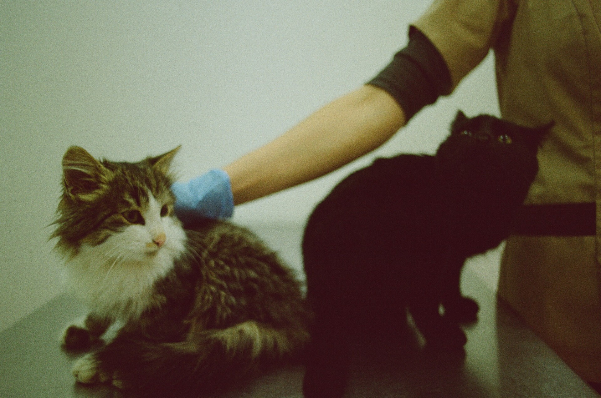 Veterinarą galima įsivaizduoti kaip vertėją tarp gyvūnų ir žmonių – tik kad viena iš pusių nei rašo, nei kalba. ©Martyna Šulskutė