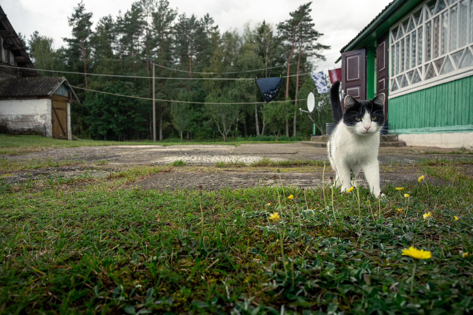 Zinos katė. ©Denis Vėjas