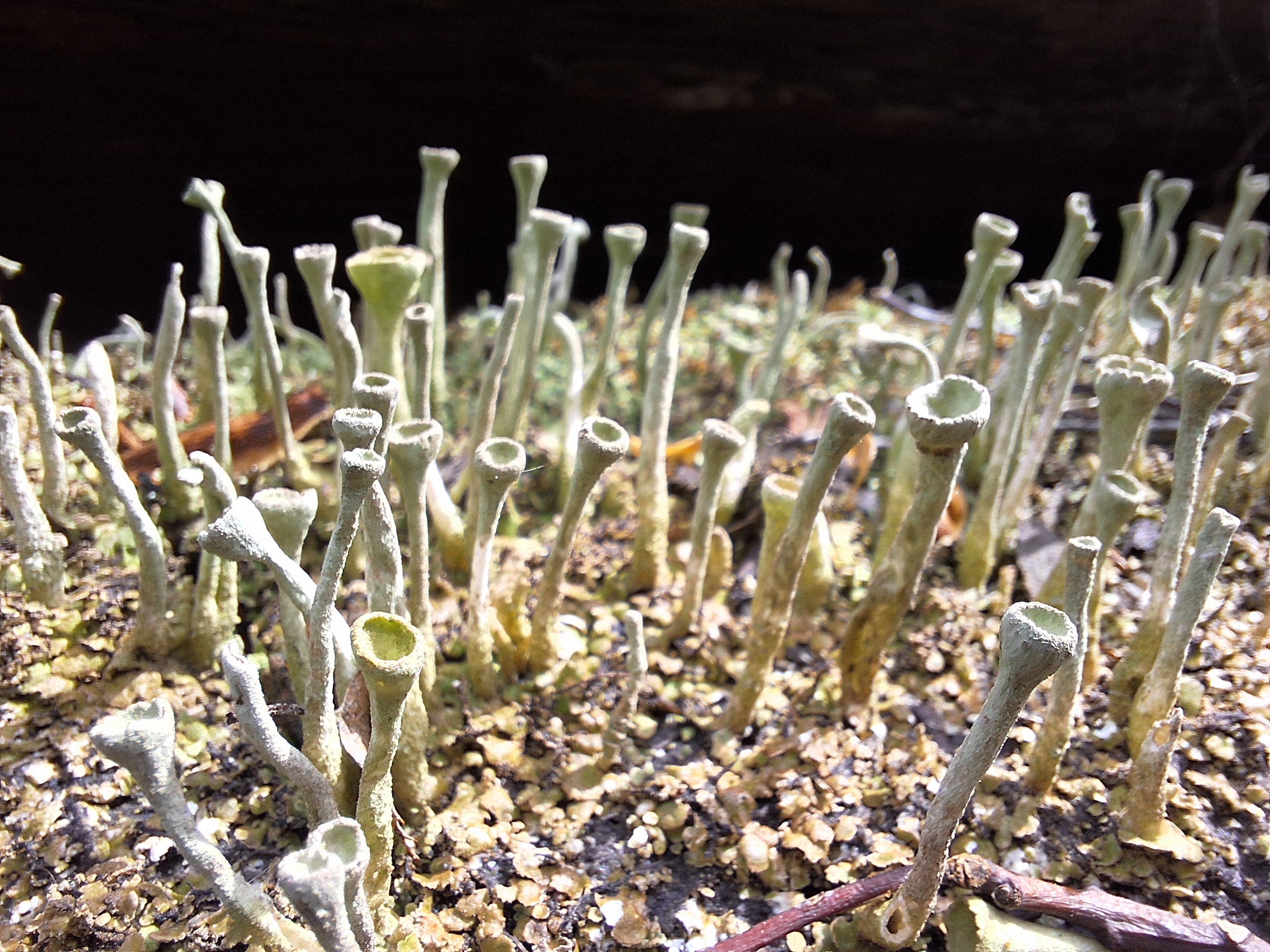 Tai kerpės, liaudiškai vadinamos trimitėliais (angl. trumpets) arba elfų puodeliais (angl. pixie cups). Jas randame apleistuose teniso kortuose prie Kalnų parko stadiono, Vilniuje. ©Augustas Lapinskas