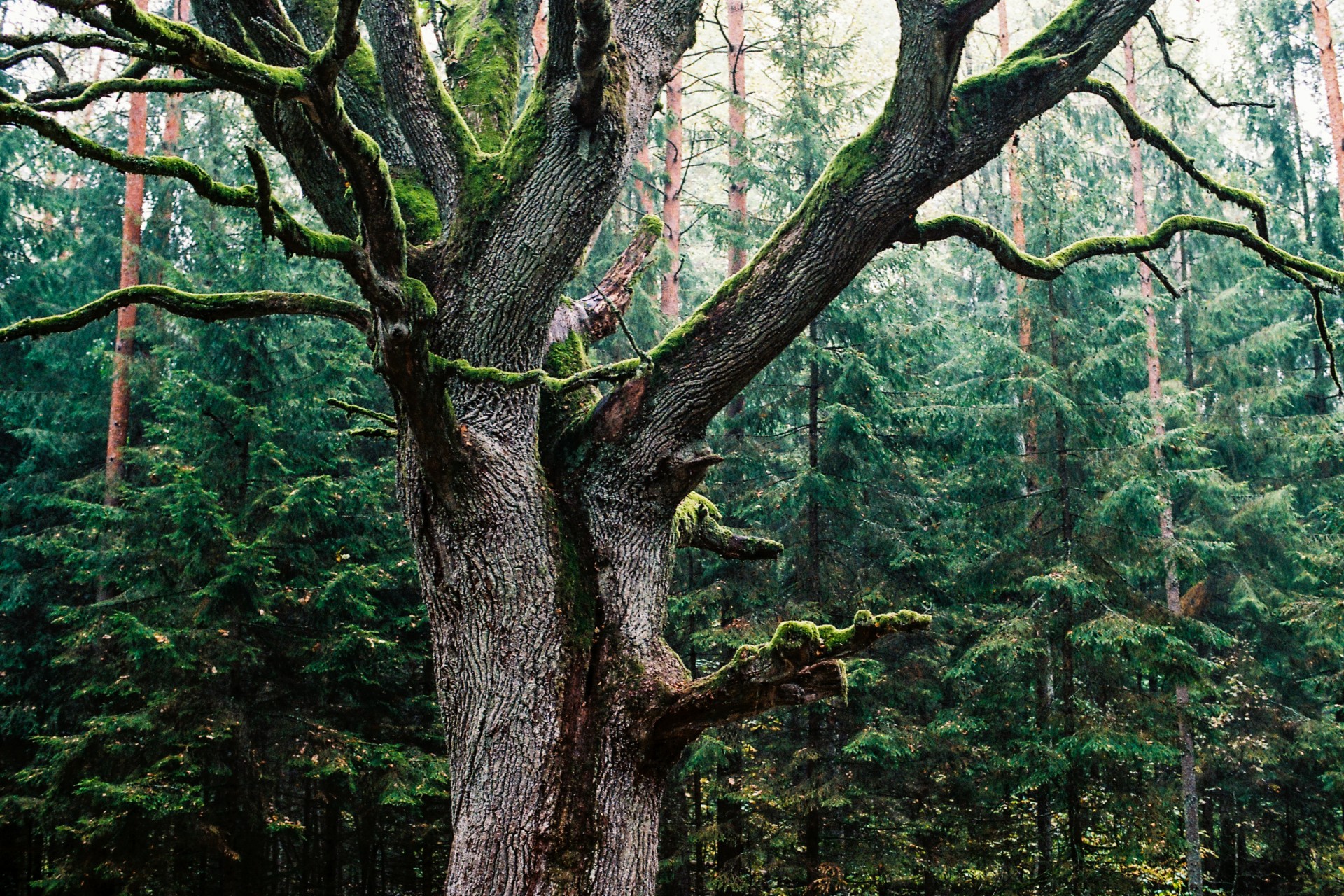 ©Martyna Šulskutė