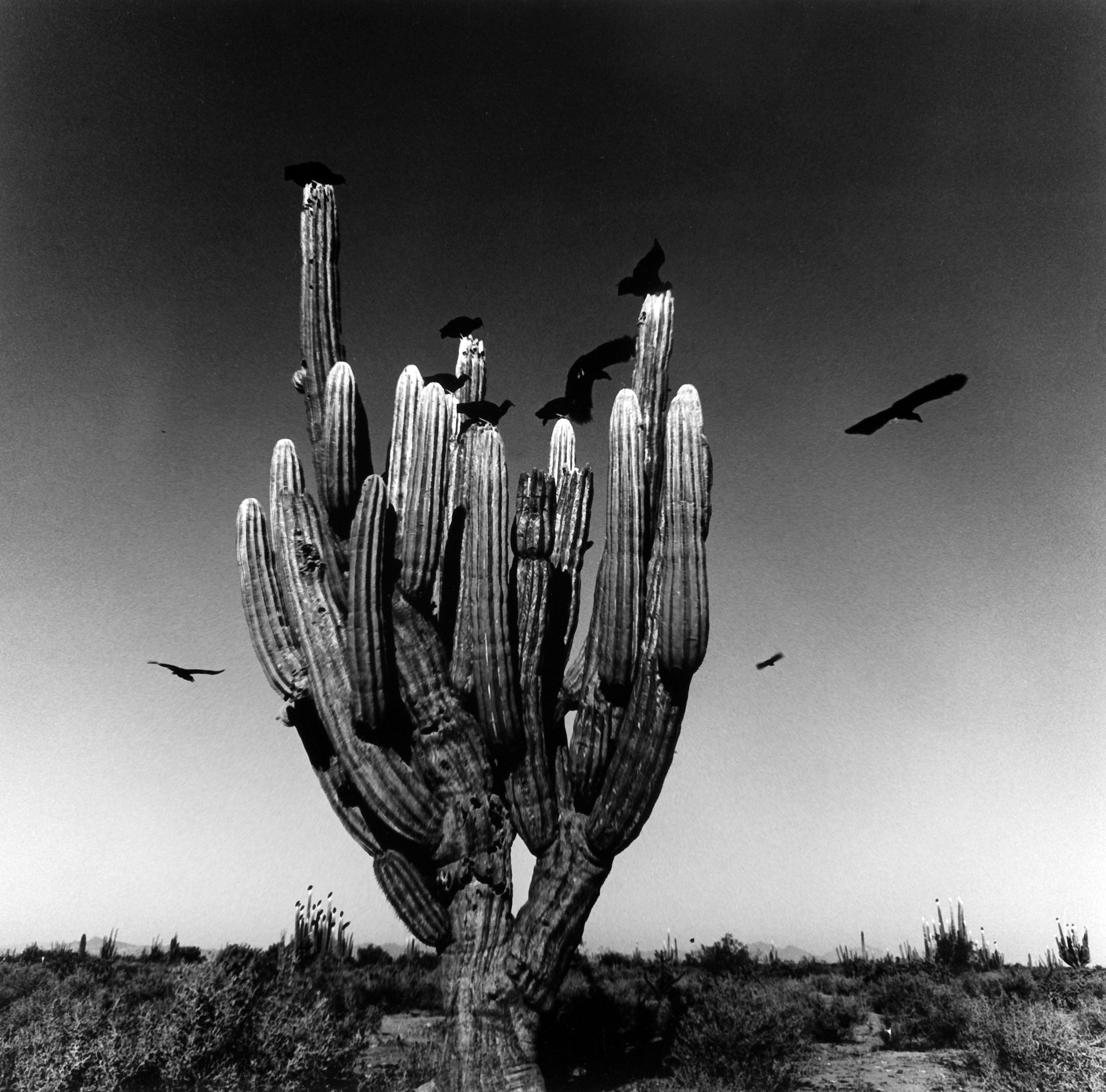 Sahuaro, Sonoran desert, Mexico, 1979 m. ©Graciela Iturbide