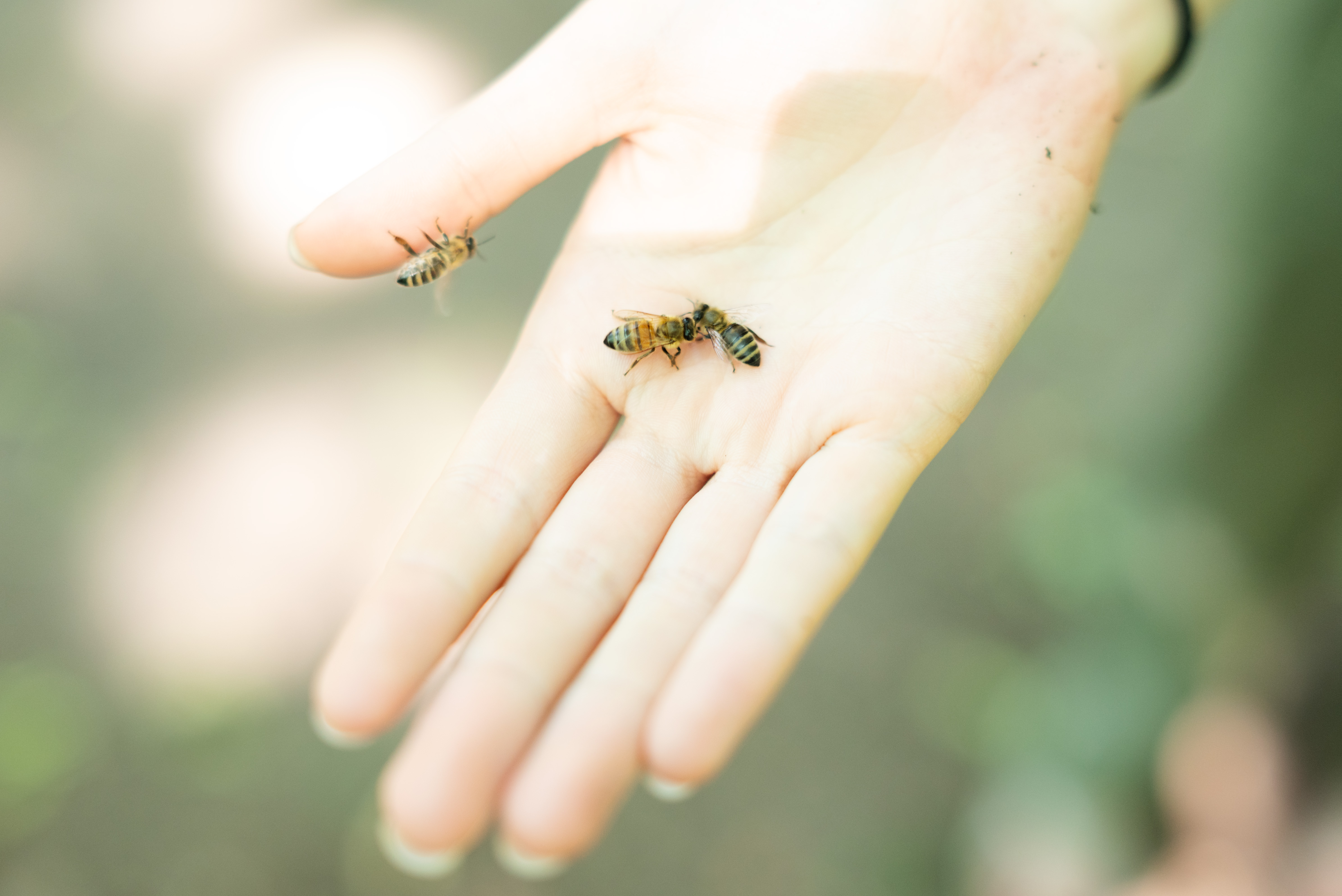 Teksto bendraautorė Meda Bagdonaitė rankoje laiko bites. ©Julija Stankevičiūtė