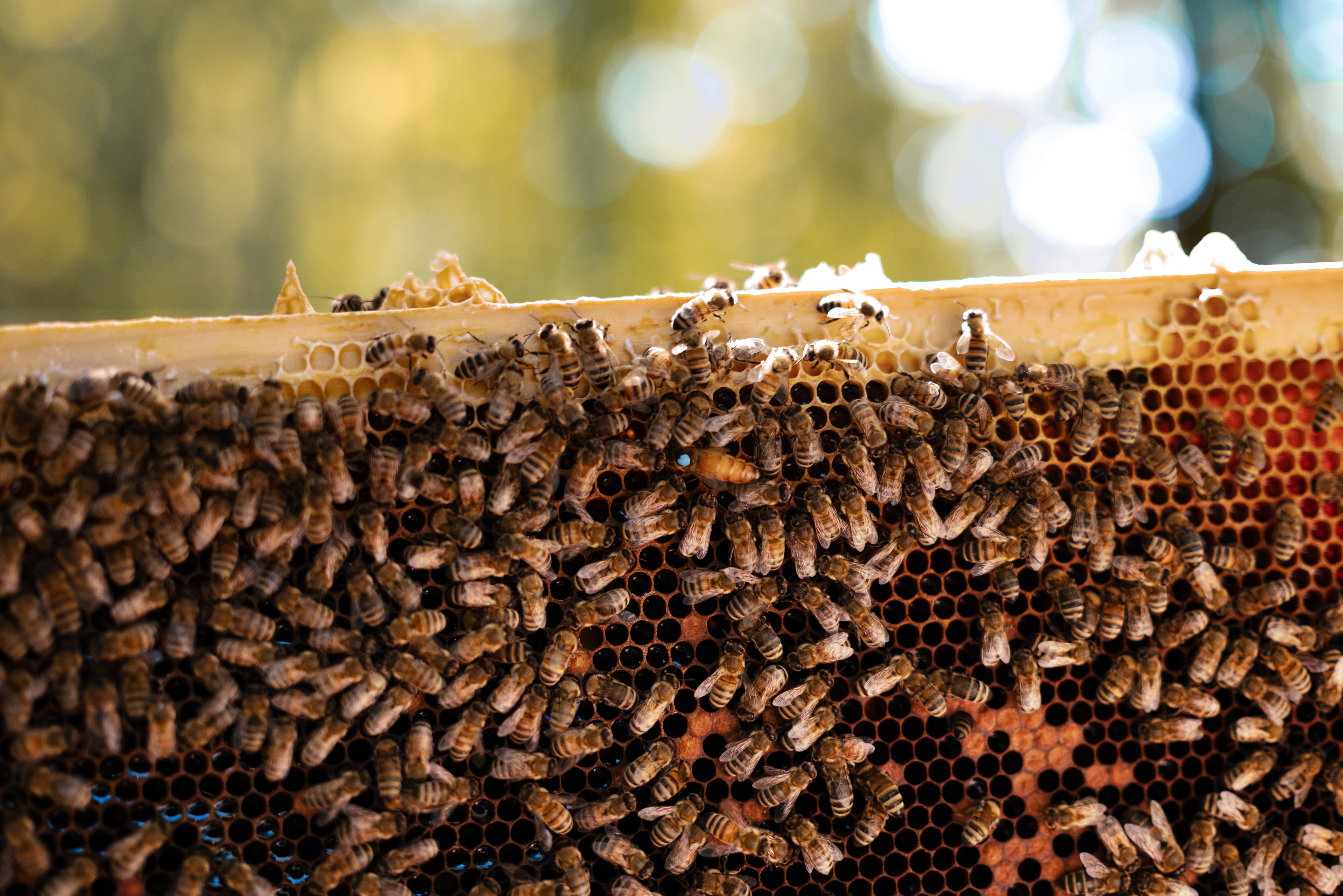 Bitės ant korio Vingio parke. Mėlynai pažymėta bičių šeimos motinėlė. ©Julija Stankevičiūtė