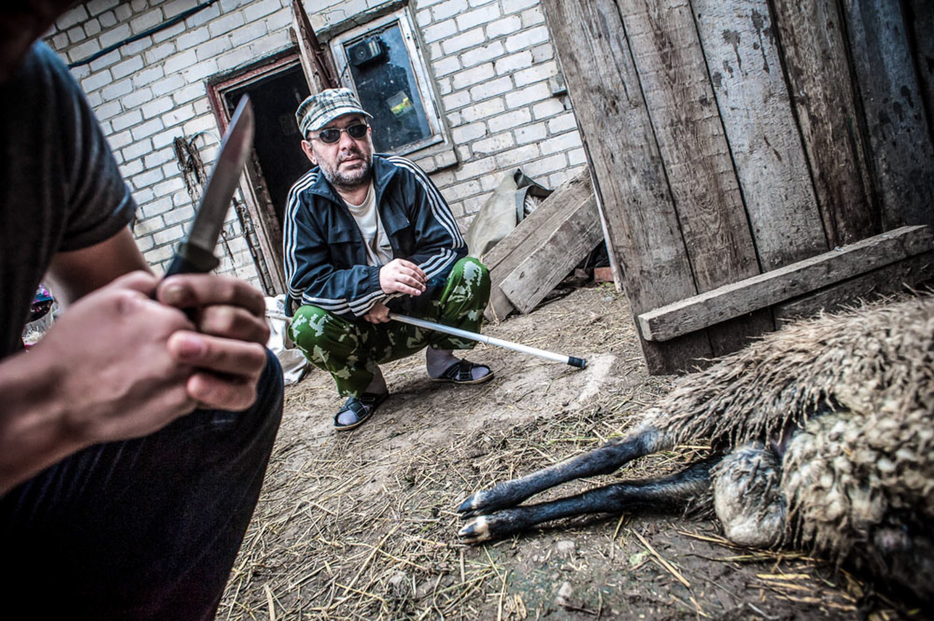 Avis, paskersta Kurban Bairan – tradicinei visame pasaulyje musulmonų švenčiamai avių aukojimo šventei. ©Artūras Morozovas