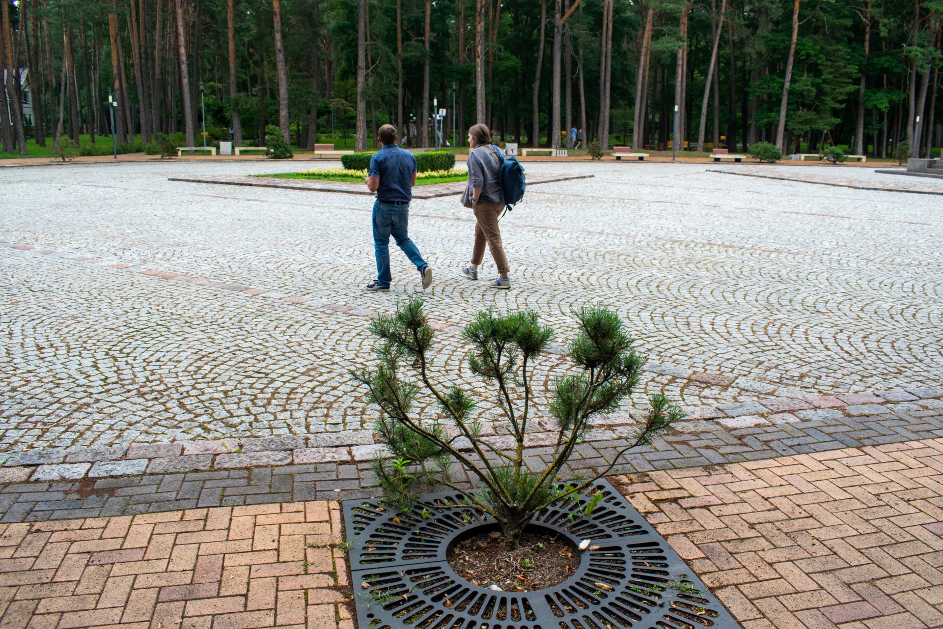 Šiandien vietoj brandžių klevų Laisvės angelo aikštėje auga kalninės pušys, tačiau klevai turės būti atsodinti. Pasak savivaldybės, tai planuojama padaryti 2023-2024 m. ©Indrė Kiršaitė