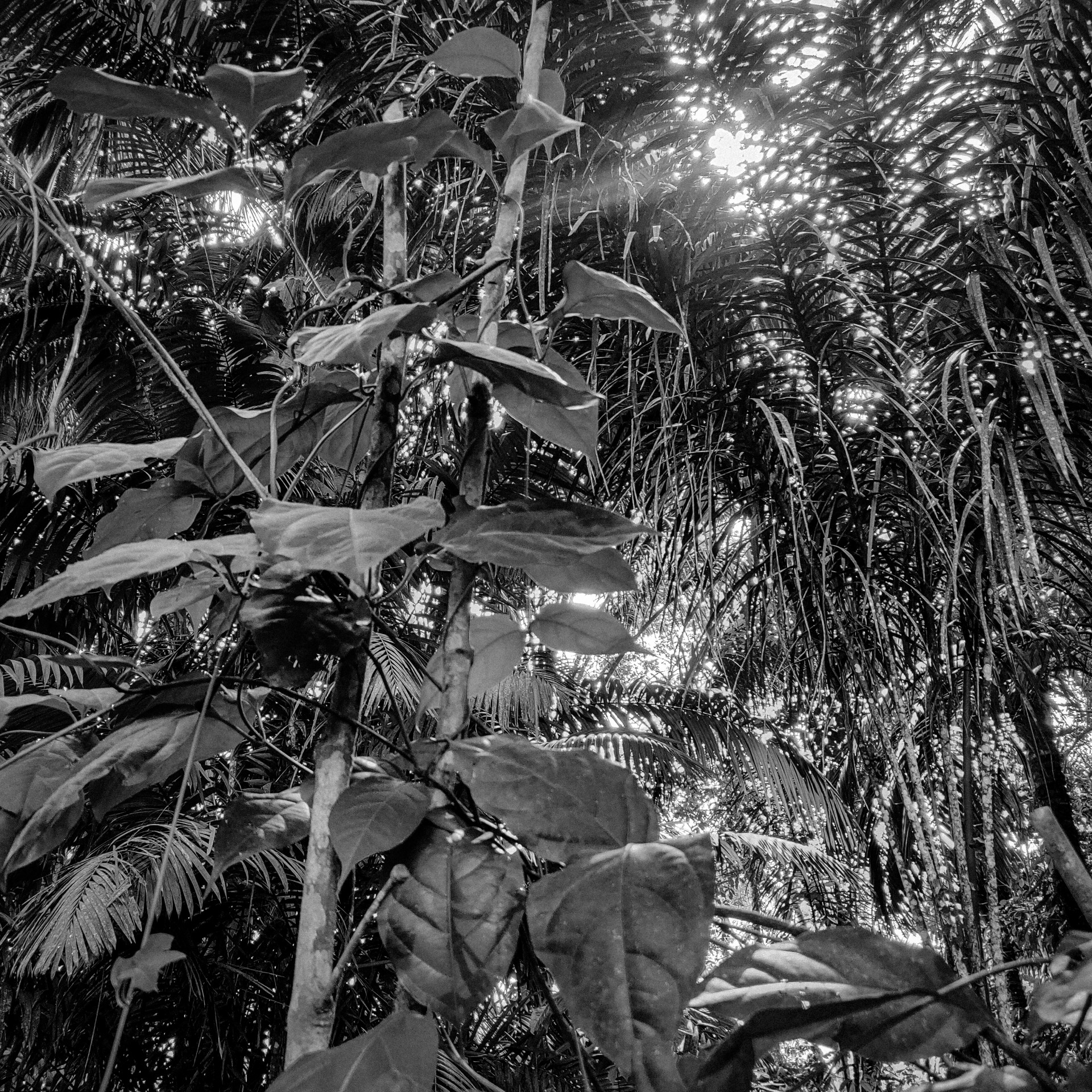 Ajavaskos lijana Amazonės džiunglėse, Peru. Sumaišius šį ir čakrūnos augalus verdamas ajavaskos gėrimas. ©Berta Tilmantaitė