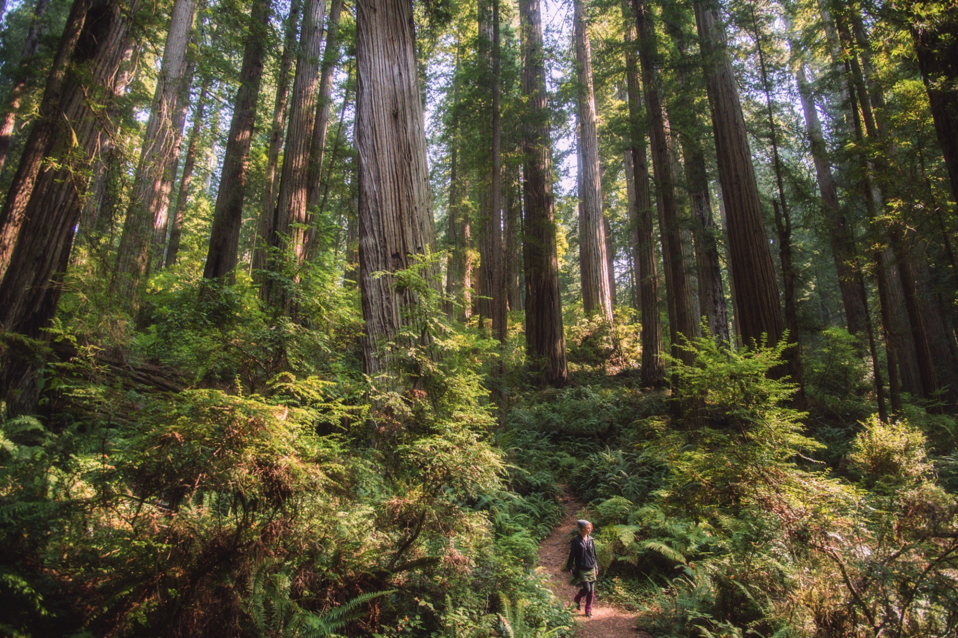 Senieji raudonmedžių miškai, slepiantys smaragdų apygardas nuo likusio pasaulio. Prairie Creek Redwoods, Humboldtas, Kalifornija, 2015 m.