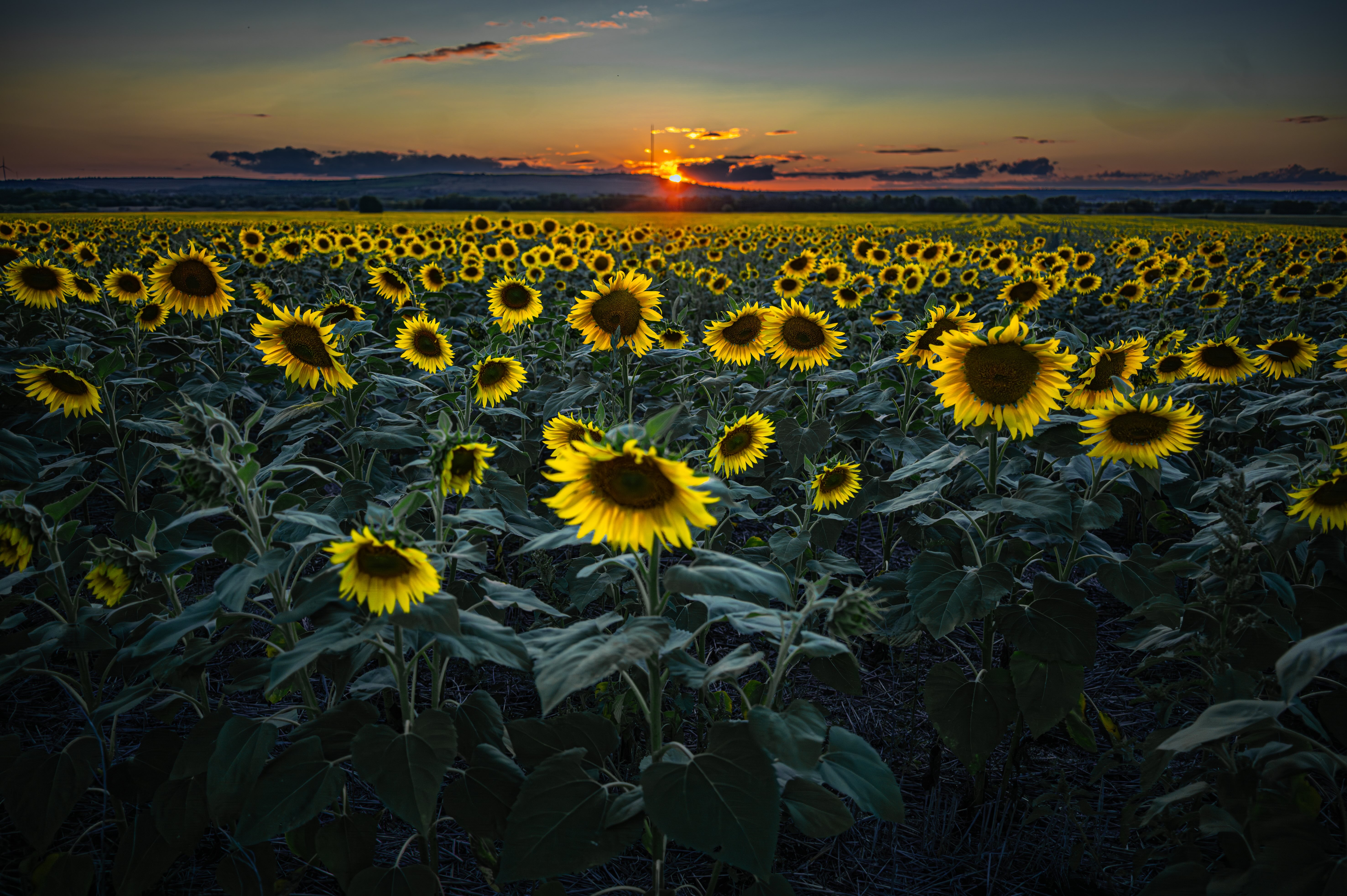 Saulėgrąžų laukas Donbase, netoli Kramatorsko. ©Denis Vėjas