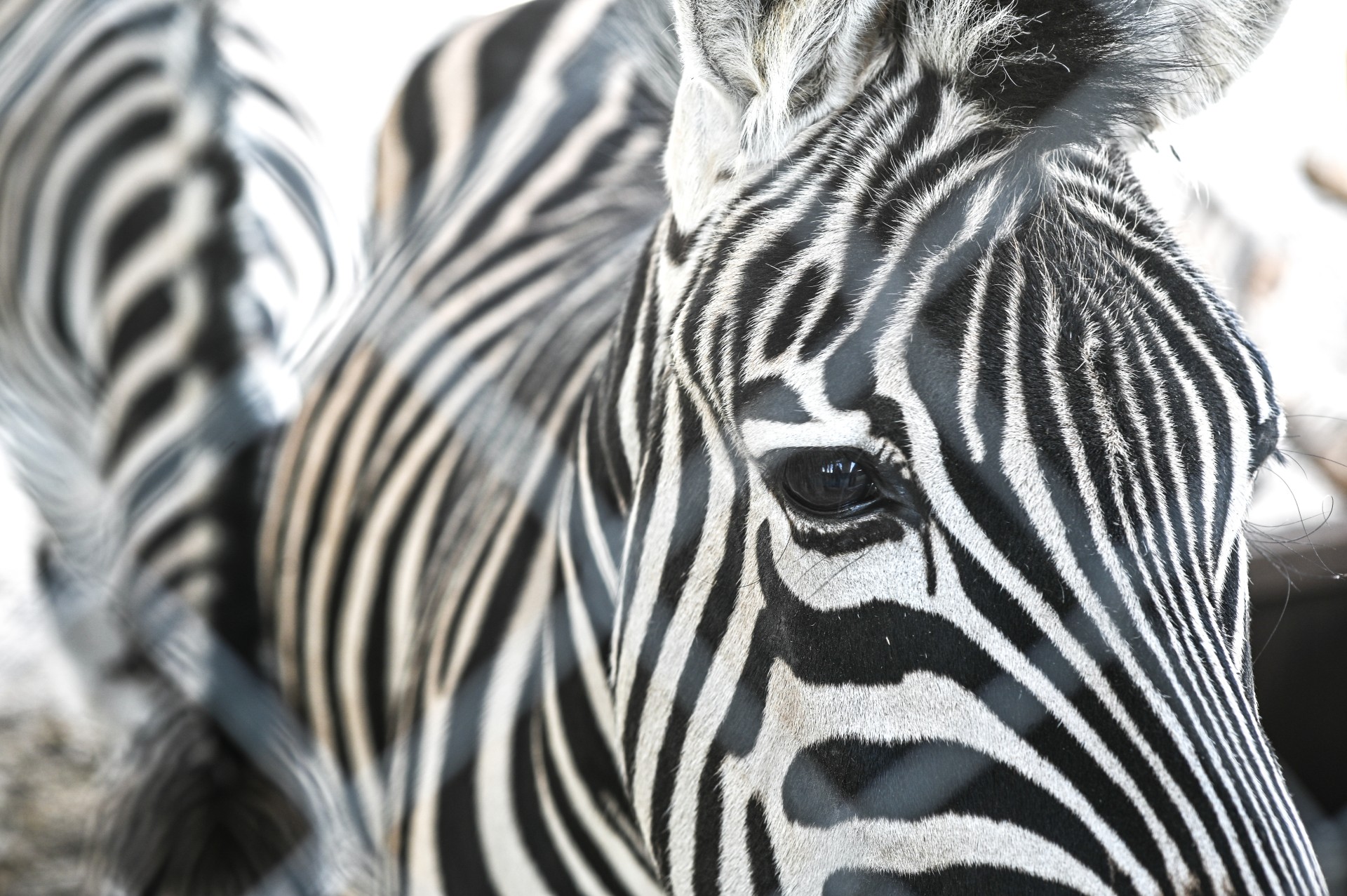 Zebras zoologijos sode „XII mėnesių“.