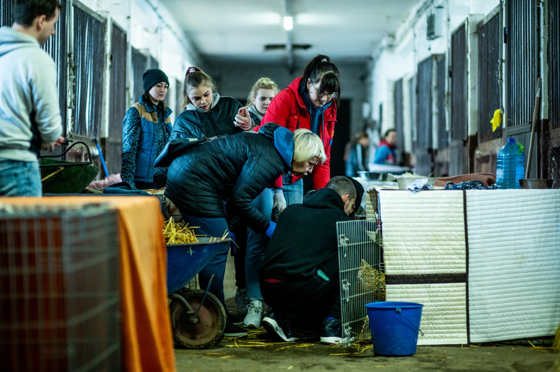 Gyvūnų savanoriai rūpinasi šunimis, evakuotais iš Borodiankos prieglaudos.
