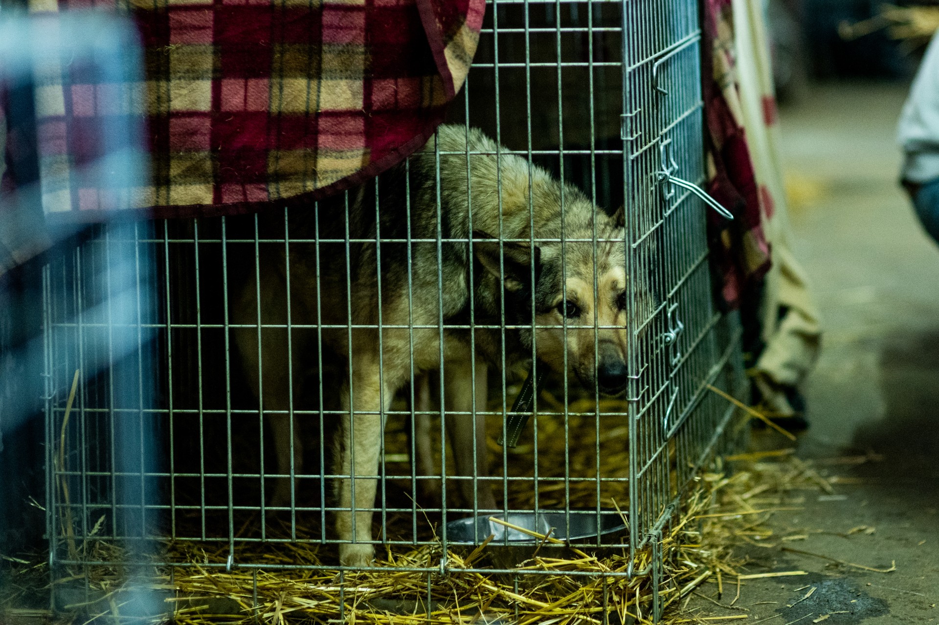 Ukraina: žmonių karas keturkojų gyvenimuose