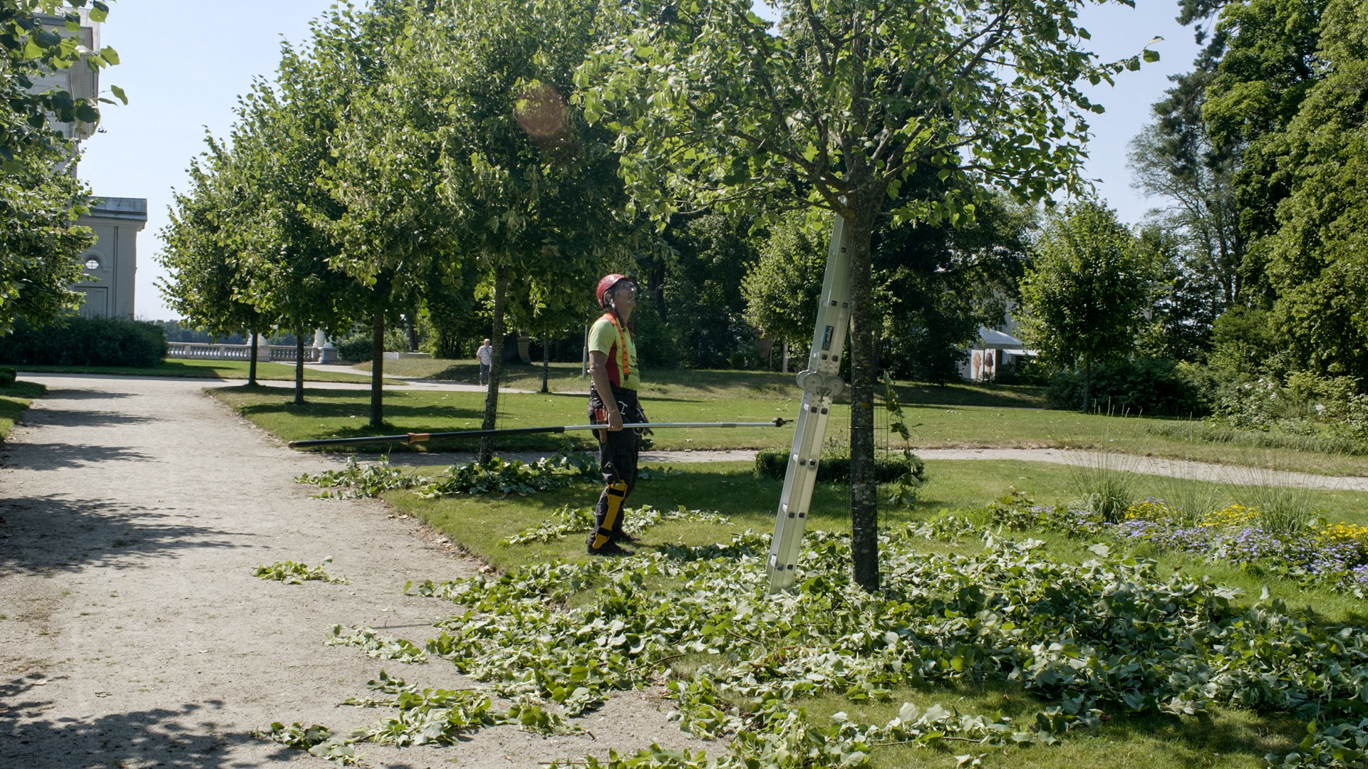 Arboristas Algis Davenis prižiūri Užutrakio dvaro parko liepas. ©Elena Reimerytė