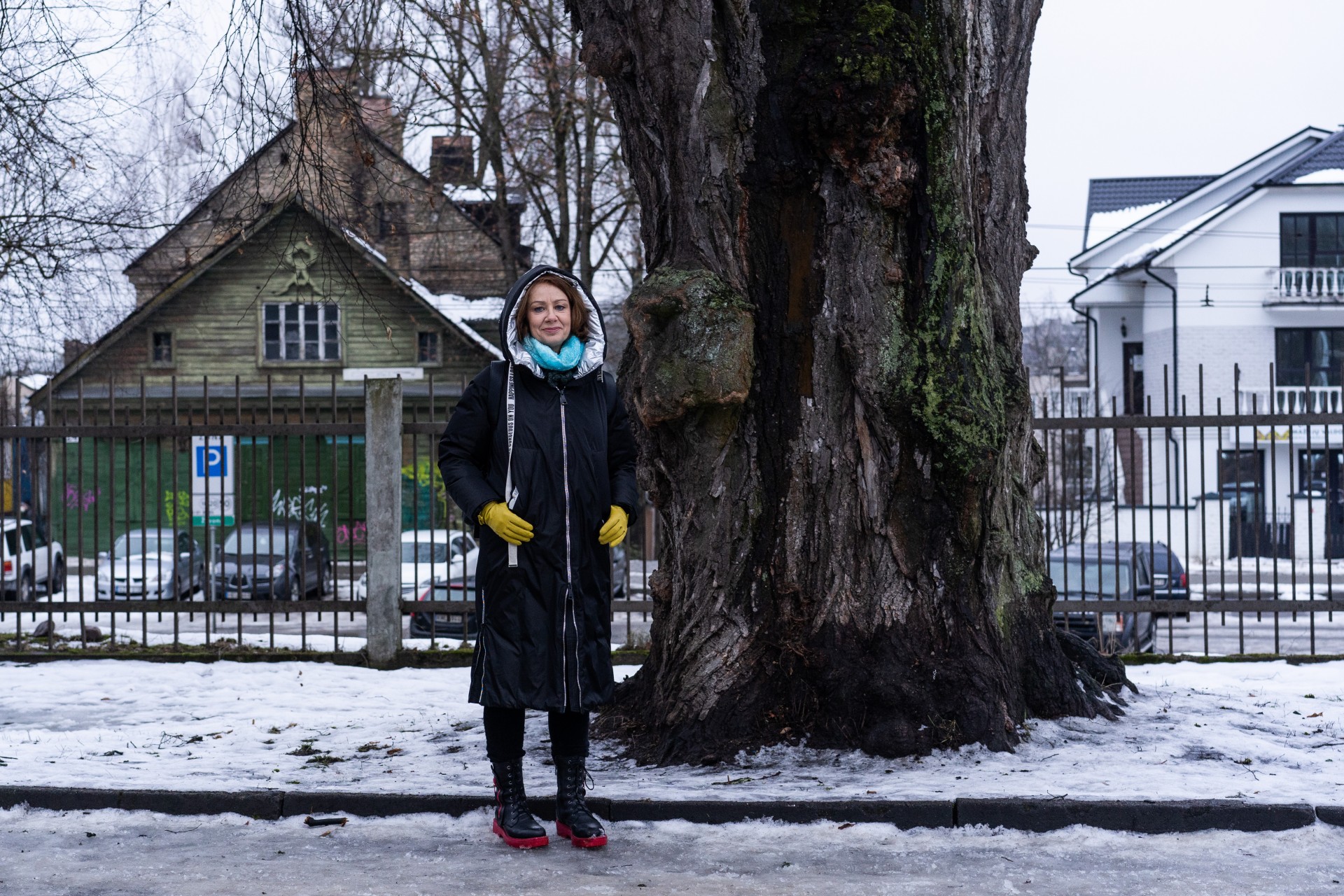 Lilija Milašienė prie seniausios Vilniaus liepos esančios Sapiegų parke, Antakalnyje.